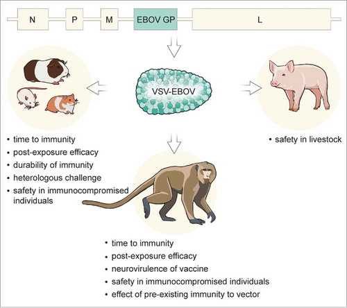 Figure 1. Preclinical testing of the VSV-EBOV vaccine in animal models. Recombinant VSV particles expressing the EBOV GP are produced from a cDNA clone of the VSV genome in which the VSV G is replaced with EBOV GP. The resulting vaccine has been tested in different animal models to assess protective prophylactic efficacy, time to immunity, post-exposure efficacy, cross-protection potential, as well as providing insight into the mechanism of protection.