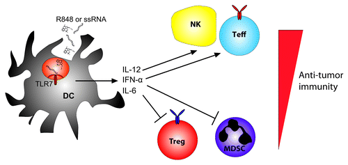 Figure 1. Overview of the cellular mechanisms of TLR7-targeting therapy. DC: dendritic cell, Teff: effector T cells, Treg: regulatory T cell, MDSC: myeloid-derived suppressor cell, NK: natural killer cell, ssRNA: single-stranded RNA.