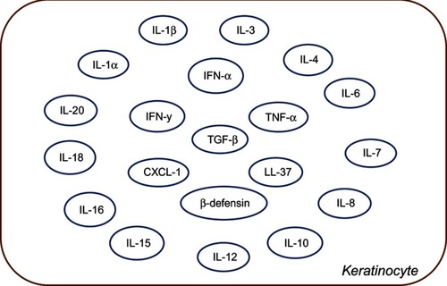 Figure 3 Schematic representation of various cytokines and chemokines secreted by keratinocytes in response to immune activation in skin injury. IFN represents Interferon and IL's represent Interleukin family of cytokines,  LL-37 is an important anti-microbial cathelicidin molecule whereas, CXCl, TGF-beta, TNF-alpha and beta-defensins are indicative of predominant chemoattractants.