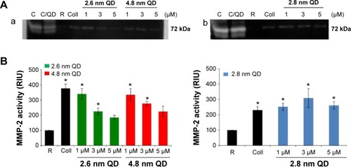 Figure 3 Zymography: detection and quantification of MMP-2 released from CdTe QD-activated platelets.Notes: (A) MMP-2 gelatinase activity in the releasates of negatively charged (a) or positively charged (b) QD-activated platelets. Lanes: C (standard): releasates from HT1080 cells; C/QD: standard with 3 μM QD; R: releasate from resting (untreated) platelets; Coll: releasate from collagen-activated platelets; 1: releasate from platelets treated with 1 μM QD; 3: releasate from platelets treated with 3 μM QD; 5: releasate from platelets treated with 5 μM QD. Zymograms are representative of experiments carried out with samples from three different donors. (B) Quantitative data and statistical analysis of MMP-2 bands. Data are mean ± SEM of three independent experiments. *P<0.05 as compared with resting platelets (analysis of variance with Dunnett’s).Abbreviations: CdTe, cadmium–telluride; MMP, matrix metalloproteinase; QD, quantum dot; RIU, relative intensity units; SEM, standard error of the mean.