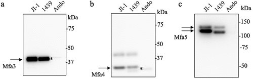 Figure 7. Detection of accessory proteins in the purified Mfa1 fimbriae from three prototype strains. Lanes were loaded with 1 µg of pure Mfa1 fimbriae of different prototype strains (a – c). (a) Immunoblot analysis against Mfa3 (genotype 70) protein. (b) Immunoblot analysis against Mfa4 (genotype 70) protein. (c) Immunoblot analysis against Mfa5 (genotype A1) protein.