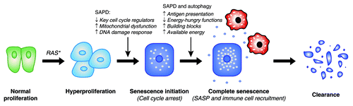 Figure 6. Theoretical purpose of oncogene-induced senescence and contribution of protein degradation. Increasing evidence suggests that the destiny of senescent cells in many organs is clearance by the immune system. This implies a central role for the cytokine production characteristic of the SASP in the recruitment of immune cells (in red). Specific protein degradation (SAPD) may contribute directly and/or indirectly to the initial cell cycle arrest, but may also cooperate with macroautophagy to produce antigenic peptides and to support the SASP. Proteolysis may redistribute cellular energy to the SASP and may supply nutrient building blocks for biosynthetic reactions.
