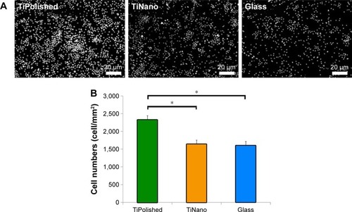 Figure 2 Visualization of cell density by staining of nuclei.Notes: DAPI (A) and cell numbers (B) on TiPolished, TiNano, and Glass surfaces. *P<0.05; error bars, SD.Abbreviations: TiNano, nanocavitated titanium; TiPolished, polished titanium; Glass, glass coverslips.
