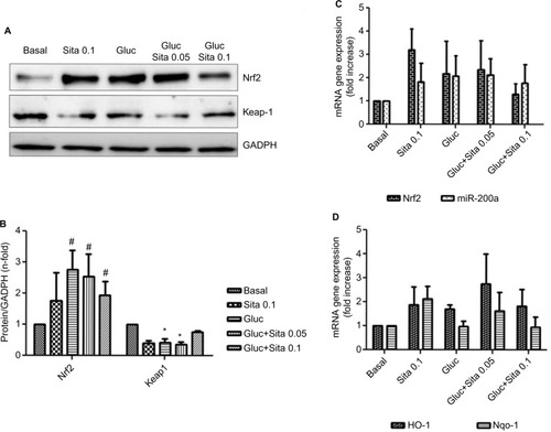 Figure 6 Regulation of antioxidant response by sitagliptin and hyperglycemia. (A) Representative western blot of Nrf2 and Keap-1 protein expression (n=5). (B) Results of total protein expression were obtained from densitometry analysis and expressed as the ratio protein/GADPH as n-fold over control. #p<0.05 vs. basal, *p<0.05 Nrf2 vs. Keap-1 (C) Effects of different sitagliptin concentrations (0.05, 0.1 µM) and high glucose 33 mM in Nrf2 and miR-200a expression. (D) Effects of different Sitagliptin concentrations (0.05, 0.1 µM) and high glucose 33 mM in HO-1 and Nqo-1 expression. Data are expressed as the mean ± SEM.