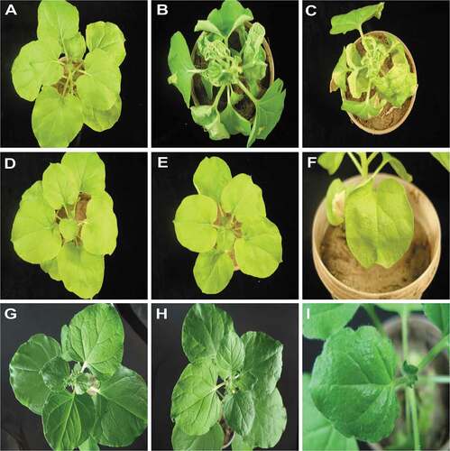 Fig. 1 Symptoms exhibited by Nicotiana benthamiana plants after inoculation with Pedilanthus leaf curl virus (PeLCV) and PeLCV harbouring mutations of the V2 (PeΔV2) and CP (PeΔCP) genes, with or without tobacco leaf curl betasatellite (Tβ). The N. benthamiana plants shown were either not inoculated (healthy; A) or inoculated with PeLCV (B), Pe and Tβ (C), PeΔV2 (D), PeΔV2 and Tβ (E,F), PeΔCP (G), PeΔCP and Tβ (H,I). Photographs were taken at 25 dpi.