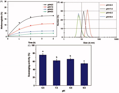 Figure 4. Effects of pH on the PolyHb-Tempol product. Time-dependent changes in the proportion of metHb (A), particle size (B) and superoxide radical scavenging activity (C) after glutaraldehyde addition to the Hb and NH2-Tempol. Data (C) is mean ± SD of three independent experiments. The letters above the bars (a, b, c) indicate significant differences (p < .05) between the pH groups.