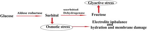 Figure 5 The polyol pathway of glucose metabolism.