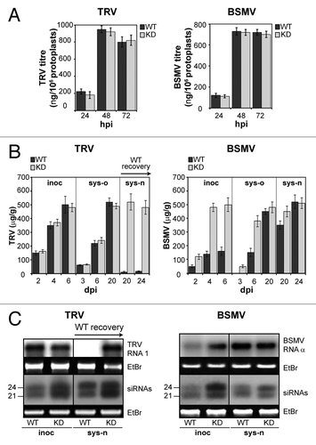 Figure 3. Effect of coilin knockdown on TRV and BSMV infection in N. tabacum and N. benthamiana, respectively. (A) Virus accumulation in protoplasts determined by ELISA. Data are mean ± SD of four independent replicate experiments. (B) Accumulation of TRV in inoculated (inoc), old systemic (sys-o, before WT recovery), and newly emerging systemic (sys-n, after WT recovery) leaves and BSMV in inoculated (inoc), old systemic (sys-o), and newly emerging systemic (sys-n) leaves, determined by ELISA. Data are mean ± SD of four independent replicate experiments. (C) Detection (RNA gel blot analysis) of TRV-specific RNA-1 and siRNAs in inoculated (8 dpi) and newly emerging systemic (after recovery, 24 dpi) leaves, and BSMV-specific RNA-α and siRNAs in inoculated (4 dpi) and newly emerging systemic (20 dpi) leaves. Ethidium bromide stained rRNA and 5S rRNA are shown as loading controls for viral RNAs and siRNAs, respectively (the steady-state concentrations of abundant rRNAs including 5S rRNA [which is present in the LMV RNA population] do not depend on virus infection, and they are widely used as loading controls for both viral and siRNAs [e.g., ref. Citation58]). Positions of 24- and 21-nt size markers are indicated.