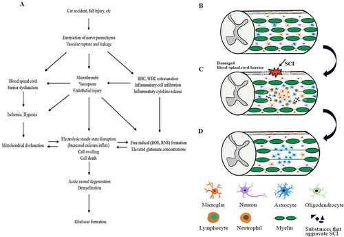 Figure 2 (A) Pathogenesis of spinal cord injury. (B) Normal spinal cord tissue. (C) When a spinal cord injury occurs, the nerve parenchyma and glial structures are damaged, neutrophils, macrophages/microglia, lymphocytes, etc. infiltrate the injured area, and the concentration of compounds that aggravate spinal cord injury (inflammatory cytokines, reactive oxygen species, tissue-degrading enzymes, etc.) rises. (D) Formation of glial Scar.