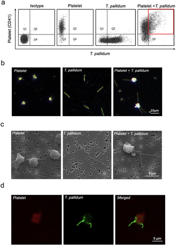 Figure 1. Treponema pallidum adhered to the platelets. (a)The co-localization of platelets and T. pallidum was detected using flow cytometry. (b-d)T. pallidum-platelet attachment events were monitored using dark-field (b), scanning electron (c), and confocal immunofluorescence microscopy (d).