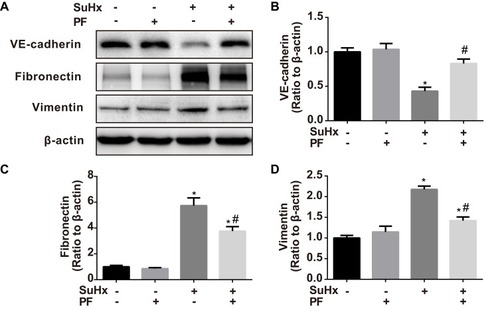 Figure 4 Effect of PF on endothelial-to-mesenchymal transition (EndMT) in the SuHx rat model of PAH. (A) Representative Western blots of VE-cadherin, fibronectin, and vimentin were shown. (B–D) Quantitative analysis of VE-cadherin, fibronectin, and vimentin was shown. Data were indicated as the mean ±SEM. n = 3–4 independent experiments, respectively. *P < 0.05 vs untreated control; #P < 0.05 vs untreated SuHx group.