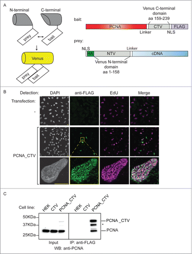 Figure 1. Production of a bait cell line for the BiFC screen. (A) Schematic of the BiFC principle and constructs used. The C-terminal and N-terminal portions of Venus fluorescent protein are individually non-fluorescent but they fold to a fluorescent state when brought into proximity by the interaction of bait and prey proteins. The bait construct is based on pcDNA3.1 and produces PCNA protein fused to a linker, the C-terminal 80 amino acids of Venus, a nuclear localization signal (NLS) and a FLAG epitope. The prey construct is based on the episomally maintained pCEP4 plasmid and produces the product of the library cDNA with an NLS, an HA epitope, the first 158 amino acids of Venus and a linker region fused at its N-terminus. (B) The PCNA bait construct localizes to replication factories. MRC5 cells were transfected as indicated and then processed for immunofluorescence and EdU detection after a 10 minute EdU incorporation and triton extraction prior to fixation. EdU is incorporated at sites of DNA synthesis and was visualised using a click reaction and Alexa Fluor 647 azide (magenta). An anti-FLAG mouse monoclonal antibody was used with an anti-mouse IgG Alexa Fluor 488 secondary antibody to visualize the bait protein (green). Images were acquired using confocal microscopy at excitation wavelengths: 405 nm (DAPI nuclear stain); 488 nm (bait), 633 nm (DNA replication foci). Bar = 10µm. (C) The PCNA bait interacts with endogenous PCNA. Soluble nuclease-treated protein extracts were prepared from HEK293 cells or derivatives of (CTV and PCNA_CTV). PCNA_CTV was immuno-precipitated using the anti-FLAG monoclonal antibody and precipitates and input extracts analyzed by western blotting using anti-PCNA antibody. *non-specific band or degradation product.