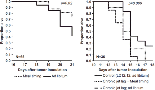 Figure 8. Effect of circadian synchronization on tumour growth rate: experimental murine data. Kaplan–Meier survival curves showing the beneficial effect of meal timing, which reinforces the functioning of the CTS in mice with inoculated tumour cell lines. Left panel: mice, inoculated with P03 pancreatic adenocarcinoma, were synchronized with an alternation of 12 hours of light and 12 hours of darkness (LD 12:12), and fed either ad libitum (control, solid line) or only during the light span (usual rest phase, dotted line). Mice were sacrificed when tumour size reached 1.5 g. Right panel: mice inoculated with Glasgow osteosarcoma were either maintained in the same usual light–dark and ad libitum feeding conditions (control, solid line), or exposed to iterative light–dark schedule alterations that mimic chronic jet lag, thus producing circadian disruption, jointly with ad libitum feeding (dashed line) or meal timing (dotted line). Mice were sacrificed when tumour size reached 2 g. Results from log-rank test. Redrawn with data from (Citation16,Citation171).