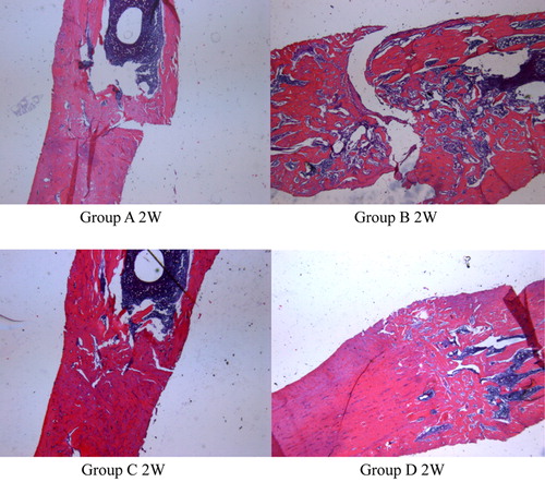 Figure 2.  The HE staining to display the bone callus condition in different groups at 2 weeks.