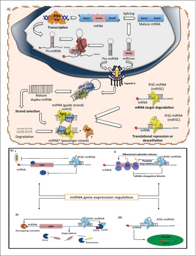 Figure 1. Biogenesis of miRNAs (A) Production of miRNAs starts in the nucleus with the polimerization of the primary hairpin miRNA transcript (pri-miRNA) by RNA polymerase II or III, followed by the cleavage and digestion of the pri-miRNA by the microprocessor complex (Drosha–DGCR8). The resulting transcript is the pre-miRNA, which is exported to the cytoplasm by Exportin-5–Ran-GTP. Once in the cytoplasm, Dicer, TRBP and Paz proteins cleave the pre-miRNA hairpin and digest it to produce a mature duplex miRNA. Then, one of the strands is loaded onto the RISC complex and finally this guides the miRNA to its mRNA target to silence it by direct degradation or by translational repression. (B) Mechanism of post-transcriptional regulation of mRNA target by miRNA i) Regulation by translation repression. ii) Regulation by repression of translation initiation. iii) Regulation by mRNA degradation. iv) Regulation by degradation or storage of mRNA targets in P bodies.