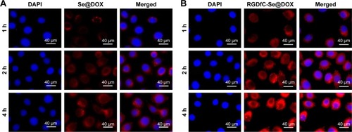 Figure 3 Cellular uptake of Se@DOX (A) and RGDfC-Se@DOX (B) was visualized by red fluorescence from DOX in A549 cells.Notes: RGDfC-Se@DOX, selenium nanoparticles conjugated with RGDfC and DOX; Se@DOX, selenium nanoparticles conjugated with DOX.Abbreviations: DOX, doxorubicin; RGDfC, Arg–Gly–Asp–d-Phe–Cys.