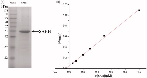 Figure 3. (a) Determining the molecular weight of the purified protein by SDS-PAGE. 1. Molecular weight protein standards. 2. A single band was detected with a molecular weight of approximately 47.5 kDa. (b) Michaelis–Menten equation of double-reciprocal. The red line shows linear relationship.