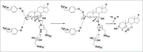 Figure 7. Proposed catalytic mechanism of bile acid 7α-dehydratase from Clostridium scindens. The role of catalytically important amino acid residues in elimination of the 7α-hydroxy group through release of a water molecule are illustrated. Tyr 30 acts as a general acid (assisted by Tyr 126) to withdraw electrons from the 3-oxo group. This allows an electron shift and destabilization of the bond holding the 6α-hydrogen. In this model, H83 accepts the 6α-hydrogen and may either protonate the 7α-hydroxy group or activate D106 or both.