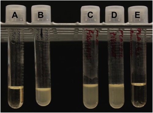 Figure 9 Bacterial broth cultures containing control, oil-coated, and gentamicin-laden PLA filaments.Notes: (A) Control broth. (B) Bacteria-inoculated broth. (C) Control PLA filament. (D) Oil-coated PLA filament. (E) 2.5 wt% gentamicin-doped PLA.Abbreviation: PLA, polylactic acid.