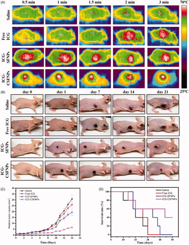 Figure 6. Therapeutic effect of ICG-CSFNPs for the tumour bearing mice: (A) Thermal picture of mice after NIR; (B) imaging of C6 bearing nude mice after NIR photo-thermal therapy; (C) relative tumour growth inhibition curves and survival rates (D) of the different groups.