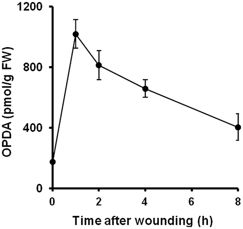 Fig. 1. Accumulation of OPDA in P. patens after mechanical stress.Notes: P. patens was grown on BCDATG agar medium for 20 days, and the concentration of endogenous OPDA was analyzed. After P. patens was subjected to mechanical stress for the indicated times, the gametophores were harvested, and the OPDA concentration in each plant was analyzed using UPLC-MS/MS. The values are the means ± SD (n = 5).