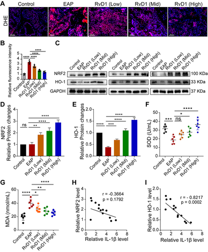 Figure 3 RvD1 inhibits oxidative stress and activates Nrf2/HO-1 pathway in EAP mice. (A) Dihydroethidium (DHE) staining to evaluate ROS production in prostate tissues of EAP- and RvD1-treated mice. (B) Quantification of DHE fluorescence intensity of each group (n = 6 per group). (C) Western blotting assay to measure the protein levels of Nrf2 and HO-1 in prostate tissues of EAP and RvD1-treated mice. Statistical analysis of expression levels of Nrf2 (D), and HO-1 (E) detected by Western blotting assay. (F and G) The levels of superoxide dismutase (SOD) and malonaldehyde (MDA) in the serum of EAP and RvD1-treated mice. (H) Pearson’s correlation coefficient analysis for the expression levels of Nrf2 and cleaved-IL-1β based on the results of Western blotting assay. (I) Pearson’s correlation coefficient analysis for the expression levels of HO-1 and cleaved-IL-1β based on the results of Western blotting assay. The data are shown as the mean ± SD and were analyzed one-way ANOVA analysis (B and D-G). “ns” indicates P > 0.05; *P < 0.05; **P < 0.01; ***P < 0.001; ****P < 0.0001.