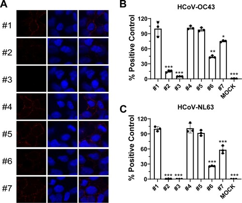 Figure 6. Heparin reduced the inhibitory activity of BLF on viral attachment to target cells. (A) Representative immunofluorescence images of HCoV-OC43 attached to RD cell surface detected by immunofluorescence staining. (B) Quantification of HCoV-OC43 attached to RD cell surface detected by RT-qPCR of N gene. (C) Quantification of HCoV-NL63 attached to Vero E6 cell surface detected by RT-qPCR of N gene. #1: H2O; #2: 500 µg/ml BLF; #3: 1000 µg/ml BLF; #4: 10 µg/ml heparin; #5: 30 µg/ml heparin; #6: 500 µg/ml BLF+10 µg/ml heparin; #7: 500 µg/ml BLF+30 µg/ml heparin. *, p < 0.05; **, p < 0.01; ***, p < 0.001 (student's t-test). All data are mean ± standard deviation of three replicates.