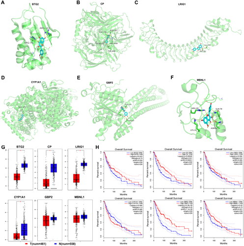 Figure 2. Assessment of mitochondria-related action targets of quercetin in melanoma. (A–F) Molecular docking of quercetin with BTG2, CP, LRIG1, CYP1A1, GBP2, and MBNL1, separately. (G) The expression of mitochondria-related action targets of quercetin. (H) Survival analysis of mitochondria-related action targets of quercetin.