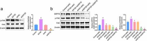 Figure 5. EIF3D promoted FAK activation through GRP78 in cervix cancer cells. (a). Immunoblot assays showed the expression of phosphorylated FAK (p-FAK) and FAK in HeLa cells upon the indicated transfection. (b). Immunoblot assays showed the expression of GRP78, phosphorylated FAK, and FAK in HeLa cells upon the indicated transfection. Data are shown as mean ± SEM, ** p < 0.01 EIF3D + siNC vs Control + siNC, ## p < 0.01 EIF3D + siGRP78 vs EIF3D + siNC. & p < 0.05, shEIF3D + siNC vs shNC + siNC. $ p < 0.05, $ p < 0.01, shEIF3D + siGRP78 vs shEIF3D + siNC. NC, negative control.