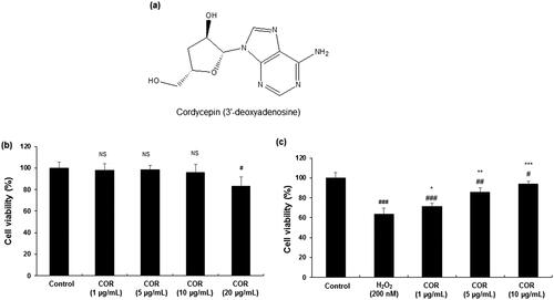 Figure 1. Effect of Cordycepin (COR) on the viability of mouse Leydig TM3 cells. (a): The chemical structure of COR. (b): The cell viability in COR treated TM3 cells. (c): The effect of COR on hydrogen peroxide (H2O2)-induced TM3 cells. TM3 cells were treated with indicated concentrations of COR in the presence or absence of 200 μM H2O2 at 37 °C for 24 h. Cell viability was evaluated using the MTT assay and the results are shown as percentage of the control samples. Data are expressed as the mean ± SD (n = 6). #p < 0.05, ##p < 0.01 and ###p < 0.001 compared with control. *p < 0.05, **p < 0.01 and ***p < 0.001, compared to cells exposed to H2O2.