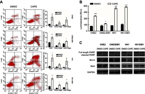 Figure 2 CAPE treatment induced apoptosis of NPC cells depending on increasing caspase3/7 activity and regulated apoptotic-related protein expression. After treatment with CAPE for 24 hrs, cells underwent flow cytometry analysis. (A) Apoptosis assay of NPC cells by flow cytometry. The histograms on the right show proportion of cells in apoptotic phase. Independent samples t-test was performed for the percentage of cell apoptosis. (B) After treatment of CAPE or DMSO for 24 hrs, the activity of caspase-3/7 was measured by Caspase-Glo 3/7 Assay. Data are mean±SD of three independent experiments performed in duplicate. (C) Western blot analysis of Bcl-xl, BAX, PARP and cleaved PARP levels in cultured NPC cells treated or not with the indicated concentration of CAPE for 24 hrs; GAPDH was a loading control. Data are mean±SD from three independent experiments. *p<0.05, **p<0.01, ***p<0.001, compared to DMSO.