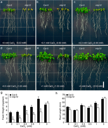 Figure 1. External supplementation of Ca2+ rescues high-Mg sensitivity of mtp10 mutant in a dose dependent manner (a) The phenotype of Col-0 and mtp10 mutant grown in 1/6 MS medium supplemented with 10 mM MgCl2 and different concentrations of Ca2+ conditions. Seedlings were grown in 1/2 MS medium for 3 days, and then transferred to 1/6 MS medium supplemented with 10 mM MgCl2 and external different concentrations of CaCl2 (0, 0.1, 0.3, 0.5, 1, and 3 mM). Bar = 1 cm. (b,c) Quantification of average primary root length (b) and fresh weight (c) of wild-type Col-0 and mtp10 mutants. Data represent means ± SD of five replicate experiments. Asterisks indicate significant difference between the wild-type Col-0 and mtp10 mutant (Student’s t-test, *P < .05).