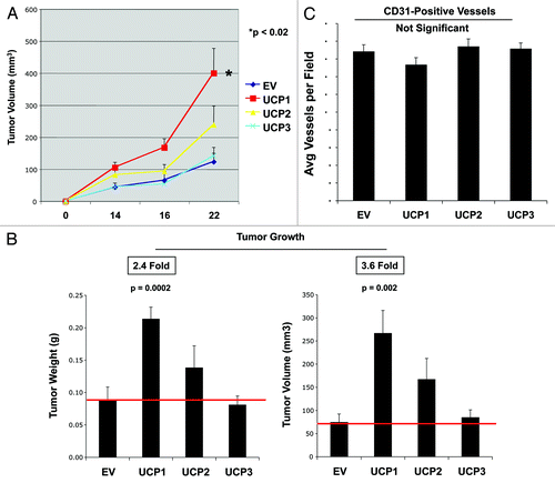 Figure 2. Fibroblasts overexpressing UCP1, but not UCP2 or UCP3, promote breast cancer tumor growth, without a significant increase in neo-angiogenesis. MDA-MB-231 breast cancer cells were co-injected with empty-vector (EV), UCP1, UCP2 or UCP3 fibroblasts into the flanks of athymic nude mice. Tumor weights and volumes were measured at 22 d post-injection. (A) A time course of tumor growth (volume) is shown. Note that fibroblasts overexpressing UCP1, but not UCP2 or UCP3, significantly promote tumor growth. (B) Tumor growth (weights and volumes) is shown after tumor excision on day 22 post-injection. Fibroblasts overexpressing UCP1 induce an ~2.4-fold increase in tumor weight, and a ~3.6-fold increase in tumor volume, relative to EV fibroblasts. Conversely, fibroblasts overexpressing UCP2 or UCP3 do not promote tumor growth. p-values are as shown. n = 10 tumors per experimental group. (C) Tumor Angiogenesis. Tumor-derived frozen sections were immunostained with anti-CD31 antibodies. Quantification of vascular density (number of CD31-positive vessels per field) indicates that the enhanced tumor growth is not due to increased angiogenesis.