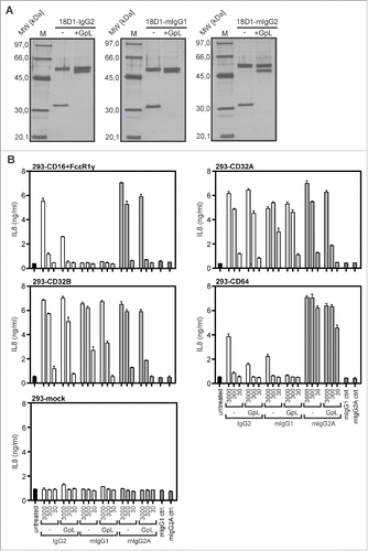 Figure 6. Agonistic activity of human and murine GpL(CT-LC)-18D1-IgG variants upon binding to FcγRs. (A) The indicated purified antibodies and antibody GpL fusion proteins (200 ng) and a marker protein mixture containing 67 ng phosphorylase b, 83 ng albumin, 147 ng ovalbumin, 83 ng carbonic anhydrase, 80 ng trypsin inhibitor and 116 ng α-lactalbumin were evaluated by SDS-PAGE analysis and silver staining. (B) Cocultures of WiDr cells and HEK293 cells transiently transfected with the indicated FcγRs were stimulated overnight in triplicates with 30, 300 and 3000 ng/ml of GpL(CT-LC)-18D1-mIgG1, GpL(CT-LC)-18D1-IgG2, GpL(CT-LC)-18D1-mIgG2a and their GpL-less counterparts. IL8 production was determined by ELISA.