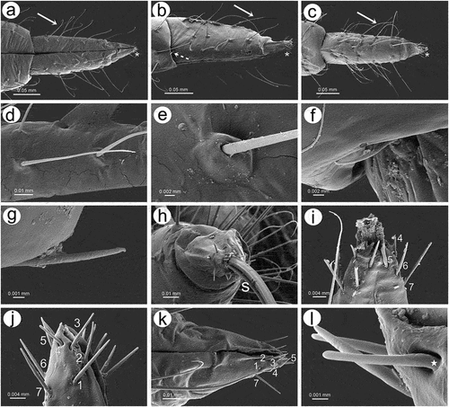 Figure 15. SEM of mouthparts sensilla of apterous viviparous female of S. yushanensis: (a) ventral side of ultimate rostral segments (URS) with numerous trochoid sensilla (arrow) on RIV and type III basiconic sensilla on the tip of RV (asterisk), (b) lateral side of URS with numerous trichoid sensilla (solid arrow), type II basiconic sensilla (dotted arrow) on RIV and type III basiconic sensilla on the tip of RV (asterisk), (c) dorsal side of URS with numerous trochoid sensilla (arrow) on RIV and type III basiconic sensilla on the tip of RV (asterisk), (d) structure of trichoid sensilla, (e) ultrastructure of basal part of trichoid sensillum and its socket, (f, g) ultrastructure of type II basiconic sensilla, (h) RV with type III basiconic sensilla and visible styletes (s), (i) four pairs of type III basiconic sensilla visible on the dorsal side of RV, (j) seven pairs of type III basiconic sensilla visible on the lateral side of RV, (k) six pairs of type III basiconic sensilla visible on the ventral side of RV, (l) ultrastructure of type III basiconic sensilla with molting pore on the basal part (star).