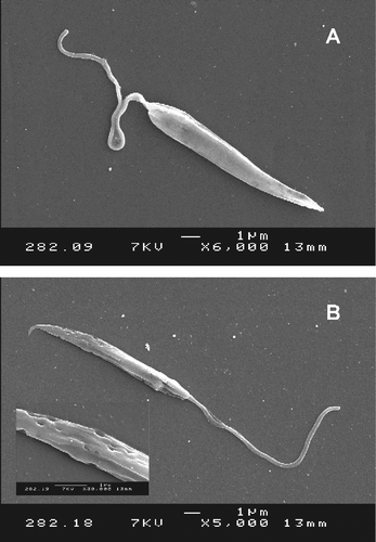 Figure 3 Effects of MF29 on L. mexicana by scanning electron microscopy (control: A, treated: B).