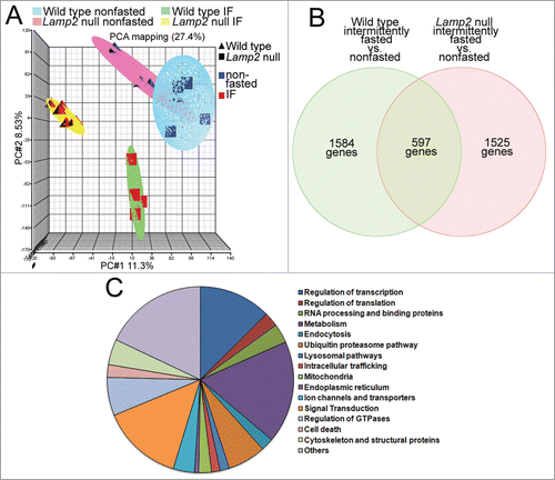 Figure 13. Intermittent fasting (IF) transcriptionally regulates cellular degradative, metabolic pathways, and cell death pathways. (A) Principal component analysis demonstrating markedly divergent regulation of gene transcription in hearts from lamp2 null and littermate male wild-type mice subjected to intermittent fasting or provided ad libitum access to standard chow (as in Fig. 3B–E); n = 4 to 6/group. IF stands for intermittent fasting. (B) Venn diagram depicting distribution of differentially regulated genes in wild-type and lamp2 null male mice, as compared with respective age-matched nonfasted controls, as in (A). (C) Pie chart depicting relative distribution of genes by function in intermittently fasted mice (as compared with nonfasted mice) specifically in the subset that does not overlap with genes differentially regulated in similarly treated lamp2 null mice (as in B).