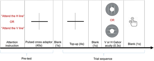 Figure 1 The temporal structure of the study. The sequence of the stimulation started with the presentation of a high contrast pulsed cross adaptor, used to direct the attention of the subject along the vertical or the horizontal at the beginning of the test and just before the presentation of the visual target. The visual target, an annulus Gabor either vertical (V) or horizontal (H), is used to determine resolution acuity under the meridional attention manipulation.