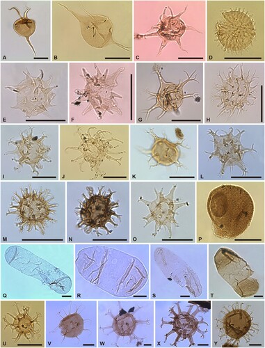 Figure 9. Organic-walled phytoplankton of the Borenshult-1 drillcore. Taxon, sample number, and England Finder Reference (EFR). Scale bars 20 μm. A. Metaleiofusa arcuata, (67.6 m) EFR: O23/0a; B. Metaleiofusa? sp. A, (39.98 m) EFR: H27/2a; C. Micrhystridium prolixum, (48.2 m) EFR: J12/0a; D. Micrhystridium cf. M. taeniosum, (36.4 m) EFR: C24/0a; E. Micrhystridium sp. A, (34.0 m) EFR: L24/0a; F. Micrhystridium sp. B, (34.45 m) EFR: P26/3; G. Multiplicisphaeridium cf. M. arbusculiferum var. arbusculiferum, (39.0 m) EFR: N9/2a; H. Multiplicisphaeridium cladum, (37.0 m) EFR: N8/0a; I. Multiplicisphaeridium cladum, (71.1 m) EFR: U16/4b; J. Multiplicisphaeridium irregulare, (59.1 m) EFR: E15/1a; K. Multiplicisphaeridium irregulare, (67.6 m) EFR: G27/3a; L. Multiplicisphaeridium cf. M. irregulare, (41.1 m) EFR: M21/1b; M. Multiplicisphaeridium raspa aspar, (43.1 m) EFR: K12/2a; N. Multiplicisphaeridium raspa subsp. raspa, (41.9 m) EFR: N10/4a; O. Multiplicisphaeridium cf. M. subbifurcatum, (71.1 m) EFR: K23/0a; P. Nanocyclopia aspratilis, (40.1 m) EFR: J23/1; Q. Navifusa ancepsipuncta, (36.3 m) EFR: G37/0; R. Navifusa punctata, (33.05 m) EFR: E12/1b; S. Navifusa similis, (30.75 m) EFR: Q28/3; T. Navifusa sp. A, (41.9 m) EFR: H48/2a; U. Nexosarium mansouri, (38.35 m) EFR: K12/3; V. Nexosarium sp. A, (34.0 m) EFR: V13/3a; W. Ordovicidium elegantulum, (33.05 m) EFR: L28/4a; X. Ordovicidium elegantulum, (40.35 m) EFR: R16/3; Y. Ordovicidium elegantulum, (71.1) EFR: S25/0a.