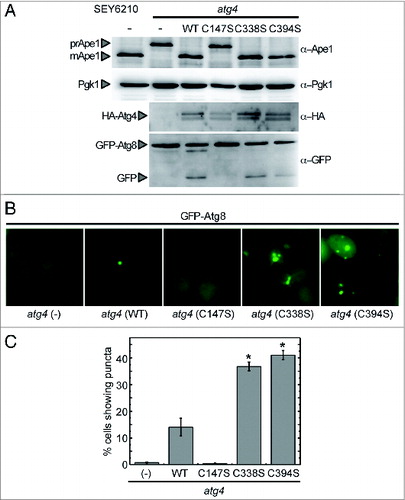 Figure 7. Complementation of an atg4 mutant strain with WT or mutant forms of Atg4. (A) atg4 mutant strain was transformed with empty vector (−) or a plasmid encoding Atg4 WT, Atg4C147S, Atg4C338S, or Atg4C394S, to express a HA-tagged version of the corresponding protein under the control of the ATG4 promoter. The wild-type strain (SEY6210) was used as a positive control. Thirty micrograms of total extracts from stationary phase cells grown in SD were resolved by 12% SDS-PAGE followed by western blotting with anti-Ape1, anti-Pgk1, anti-HA and anti-GFP. The precursor (prApe1) and mature (mApe1) forms of Ape1, Pgk1, HA-Atg4, GFP-Atg8 fusion or free GFP proteins are marked with arrowheads. (B) Cells growing exponentially in SD were collected and processed for fluorescence microscopy analysis. The signal corresponds to GFP-Atg8. (C) The percentage of cells from (B) displaying GFP-Atg8 puncta were quantified. The data are represented as mean ± standard deviation from 3 independent experiments. “*,” Differences were significant at P < 0.05 according to the Student t test between atg4 (WT) and atg4 (C338S) or atg4 (C394S). Number of cells quantified: n = 620 for atg4 (−), n = 700 for atg4 (WT), n = 600 for atg4 (C147S), n = 1275 for atg4 (C338S) and n = 1465 for atg4 (C394S).
