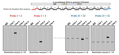 Figure 5. Schematic diagram showing a screening strategy to detect unintentionally introduced rDNA using the modified Southern blot analysis. Bars 1–22 indicate probe positions covering a recombinant DNA to generate GM plants. Lines 1–4 are segregants derived from NPBT crops. NC is a negative control such as wild type plants. Black and gray bands indicate specific and nonspecific bands, respectively