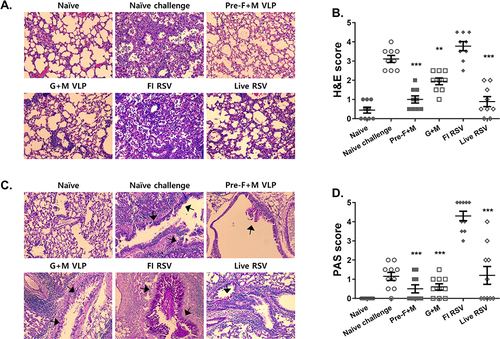 Figure 5 Lung histopathology evaluation. Lung tissue cross-sections were stained to assess the severity of pulmonary inflammation. Representative images from H&E stains were provided for each group (A). Randomly selected fields of view were scored based on the scoring criteria (B). PAS-stained images depicting mucin production were shown (C). Magenta-colored mucin secretions were indicated using arrows. Lung sections were scored based on their severity (D). Asterisks denote statistical significance compared to the naïve challenge control, and p values less than 0.05 were considered statistically significant (**p < 0.01, ***p < 0.001). Data are presented as mean ± SD. Symbols in each group indicate individual histopathology scores for the corresponding group mentioned in the x-axis. All images were acquired under 200x magnification.