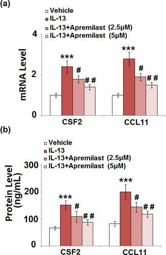 Figure 4. Apremilast suppressed IL-13-induced expressions of CSF2 and CCL11 in hNECs. Cells were stimulated with IL-13 (10 ng/ml) in the presence and absence of Apremilast (2.5, 5 μM) for 24 hours. (a). mRNA of CSF2 and CCL11; (b). Secretions of CSF2 and CCL11 as measured with ELISA (***, P < 0.001 vs. vehicle group; #, ##, P < 0.05, 0.01 vs. IL-13 group)