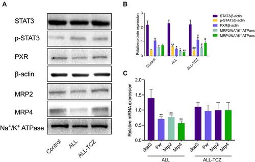 Figure 4 Expression of targeted renal proteins and mRNA in NOD/SCID mice treated with Tocilizumab. (A) Expression of target proteins in NOD/SCID mice detected using Western blotting. (B) Expression of targeted proteins was quantified and can be seen in the bar graphs. *p < 0.05, **p < 0.01, versus the control group; #p < 0.05, ##p < 0.01, the ALL-TCZ group versus the ALL group. (C) The fold change with respect to mRNA expression of Stat3, Pxr, Mrp2, and Mrp4 in NOD/SCID mice. *p < 0.05, **p < 0.01, versus the control group.
