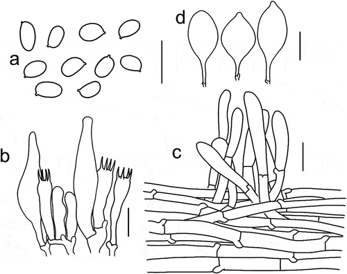 Figure 12. Microscopic features of Tricholomopsis depressa (type, HKAS 53624). (a) Basidiospores; (b) Hymenium; (c) Pileipellis; (d) Cheilocystidia. Bars: a – b = 10 μm, c – d = 20 μm.