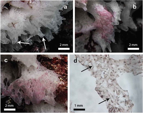Figure 1. The white marine sponge Clathrina coriacea (a–c) in its natural environment, and (d) histological section of a body region. (a) typical anastomosed tubes ending in sharp conules bearing apical oscules (arrows); (b) patched purple areas on the sponge surface; (c) purple areas covering almost the entire sponge surface; (d) tangential histological section of a purple area of the sponge showing the network of fungal hyphae (arrows).