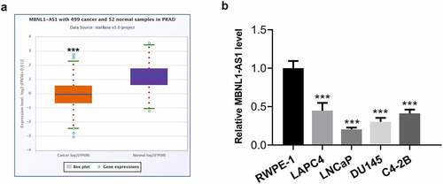 Figure 1. MBNL1-AS1 expression was remarkably downregulated in PCa tissues and cell lines. (a) The StarBase v3.0 project was used to analyze the level of MBNL1-AS1 in PCa tumor samples and normal samples. ***P < 0.001 vs. normal. (b) MBNL1-AS1 expression in several human PCa cell lines (LAPC4, LNCaP, DU145 and C4-2B) and the normal prostate epithelial cell line RWPE-1 was determined with RT-qPCR. ***P < 0.001 vs. RWPE-1