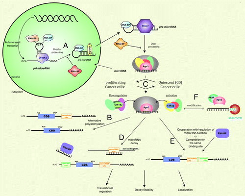 Figure 1. MicroRNA expression and mechanisms are modulated by cancer cell states and stress signals in tumors, leading to misregulation of translation, localization and stability/decay of mRNAs, which influences tumor progression and resistance. MicroRNAs are generally transcribed as pri-microRNA, which are polyadenylated and capped polymerase II transcripts. The pri-microRNAs are processed by the nuclear RNase III enzyme, Drosha, into 70nt pre-microRNAs that are exported to the cytoplasm by Exportin-5. The RNase III enzyme, Dicer, further processes the pre-microRNAs into double-stranded microRNAs that are transferred to Argonaute (AGO). The passenger strand is removed and mature single-stranded microRNAs are incorporated into AGO complexes, forming the microRNP or RISC.Citation66-Citation70 Proliferating and quiescent cancer cells as well as other cancer cell states and distinct types of cancer can alter the composition of associated RNPs for specific microRNAs and mRNAs, which regulate microRNA levels and functions and lead to distinct gene expression outcomes: (a) Processing of microRNAs can be positively or negatively regulated by several RNA binding proteins (RNA-BP) such as KSRP (promotes processing), hnRNP A1 (promotes or represses processing) and Lin28A/Lin28B (inhibitory) by influencing Drosha and Dicer processing.Citation71-Citation81 (b) GW182 interaction with AGO2 elicits repression and downregulationCitation97,Citation103,Citation105,Citation107-Citation109 while GW182 interactions with AGO are altered and reduced in quiescent cellsCitation112-Citation115 leading to loss of repressionCitation124 and activation of specific mRNAs.Citation46-Citation49,Citation119,Citation123,Citation125 (c) The availability of the microRNA target site (microRNA site) on mRNAs can be regulated by alternative polyadenylation, which leads to shortened 3′-UTRs in proliferating cells and therefore, escape from microRNA-mediated control over gene expression; in quiescent cells, longer 3′-UTRs are favored and gene expression is subject to greater regulation by microRNAs and RNA binding proteins.Citation56,Citation62-Citation64,Citation118 (d) RNAs can function as decoys in response to different cancer cell state conditions to activate expression: by microRNAs themselves functioning as RNA decoys to remove repressive RNA-binding proteins from binding and repressing mRNAs via RNA binding sites (RNA-BP site) in distinct cancer cell statesCitation133 or by non-coding RNAs such as pseudogenes that bear similar target sites and sequester the microRNAs from their target mRNAs in different cancer subtypes.Citation135-Citation137 (e) RNA-BPs can regulate microRNA functions both negatively and positively by competing with microRNAs for the same binding sites and by preventing or promoting microRNA functions by regulating target site access.Citation57,Citation89,Citation118,Citation138-Citation141 (f) RNA and protein components of microRNPs can be modified in specific cancer subtypes: through addition of U/A nucleotides at the 3′-ends of microRNAs, which leads to altered microRNA levels and functionsCitation81,Citation143-Citation149; by stress-induced addition of poly(ADP) ribose to AGO2/AGO by PARP, which leads to relief of repression and cleavage and thereby, expression of derepressed target mRNAs.Citation134