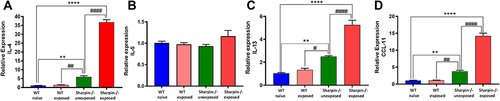 Figure 8 Mechanism of EoE was Th2 and CCL11 dependent. Fold change in mRNA expression levels of type 2 cytokine IL-4 (A), IL-5 (B), IL-13 (C) and CCL11 (D) in the esophagus tissue. n=5 mice/group. ****p<0.0001, **p<0.01 vs WT naïve; ###p<0.001, ##p<0.01, #p<0.05 vs Sharpin-/- unexposed.