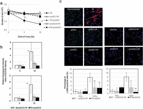 Figure 5. The role of EC and ACA on cell growth, ROS production, and α-SMA staining pattern after irradiation